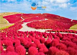 Tour Nhật Bản Mùa Thu 5N4Đ: Cung Đường Tokyo - Phú Sĩ - Cỏ Kochia